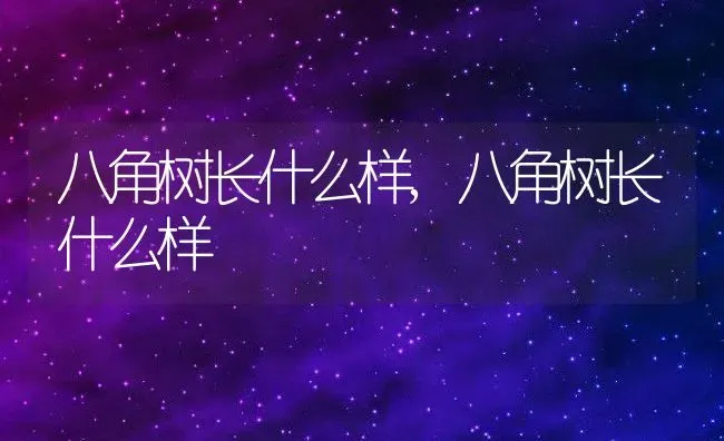 八角树长什么样,八角树长什么样 | 养殖科普