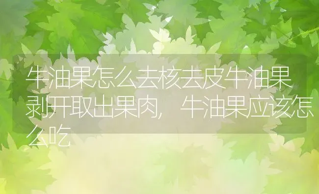 牛油果怎么去核去皮牛油果剥开取出果肉,牛油果应该怎么吃 | 养殖学堂
