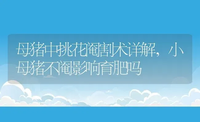 母猪中挑花阉割术详解,小母猪不阉影响育肥吗 | 养殖学堂
