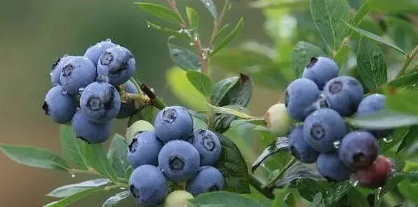 蓝莓种植的日常管理技巧 | 农广天地