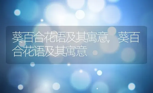 葵百合花语及其寓意,葵百合花语及其寓意 | 养殖科普