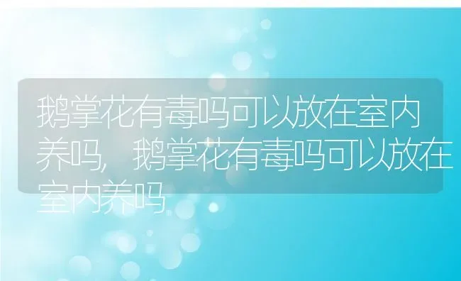 鹅掌花有毒吗可以放在室内养吗,鹅掌花有毒吗可以放在室内养吗 | 养殖科普