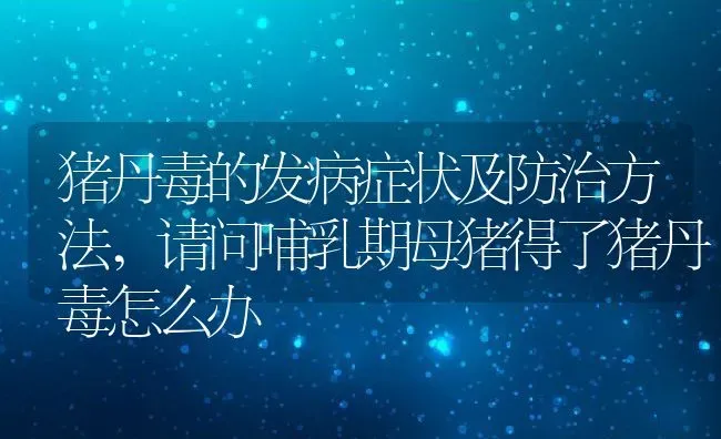 猪丹毒的发病症状及防治方法,请问哺乳期母猪得了猪丹毒怎么办 | 养殖学堂