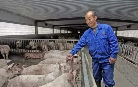猪场引种五大注意事项 | 妙招大全