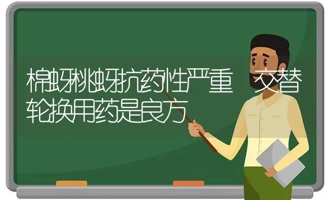 棉蚜桃蚜抗药性严重 交替轮换用药是良方 | 养殖技术大全
