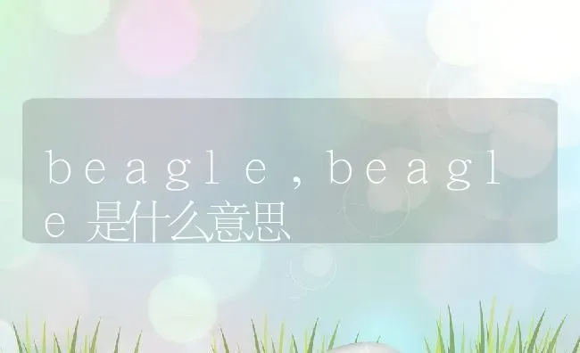 beagle,beagle是什么意思 | 养殖资料