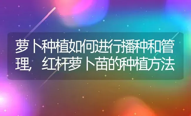 萝卜种植如何进行播种和管理,红杆萝卜苗的种植方法 | 养殖学堂