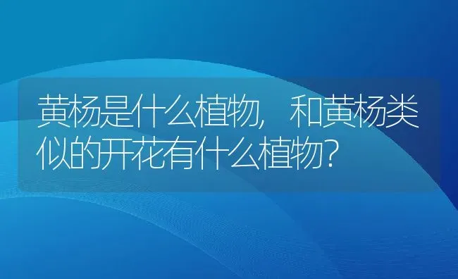 黄杨是什么植物,和黄杨类似的开花有什么植物？ | 养殖科普