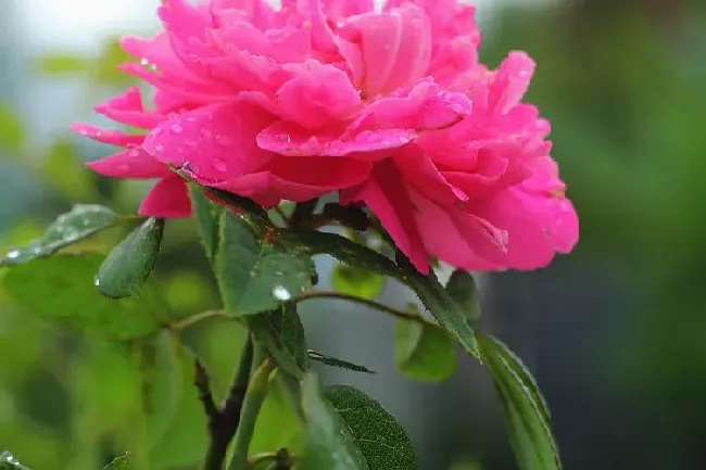 牡丹花什么季节开花,荷花菊花牡丹向日葵哪个不是同一季节？