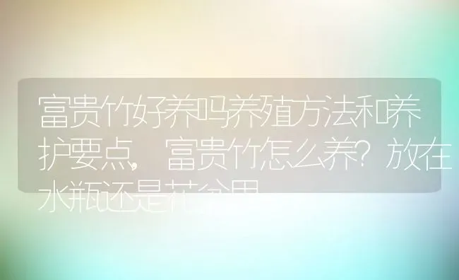 富贵竹好养吗养殖方法和养护要点,富贵竹怎么养？放在水瓶还是花盆里 | 养殖学堂