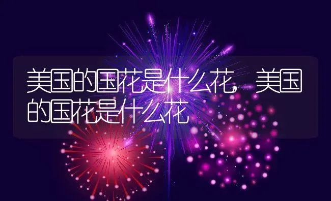 美国的国花是什么花,美国的国花是什么花 | 养殖科普