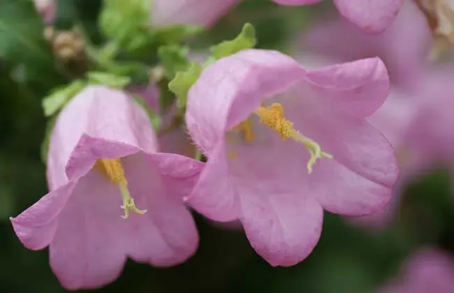 风铃草的花语是什么,什么花的花语是感恩？