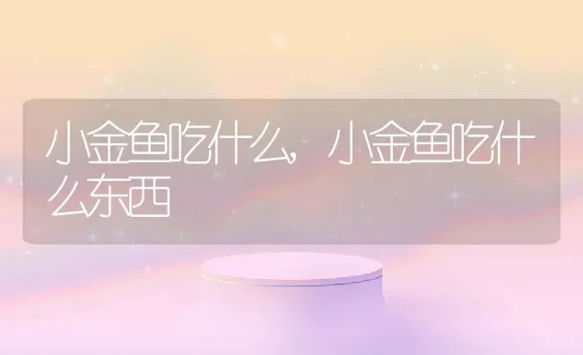 小金鱼吃什么,小金鱼吃什么东西 | 养殖科普