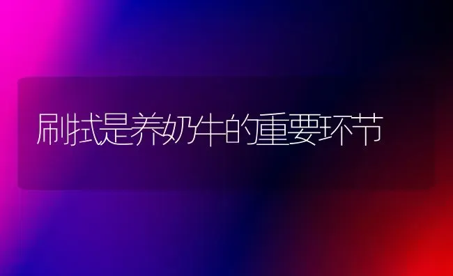 刷拭是养奶牛的重要环节 | 养殖知识