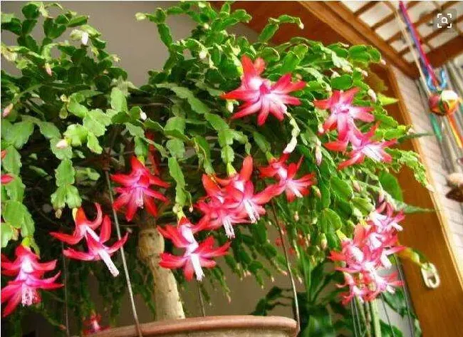 如何养蟹爪兰,蟹爪兰怎么养？