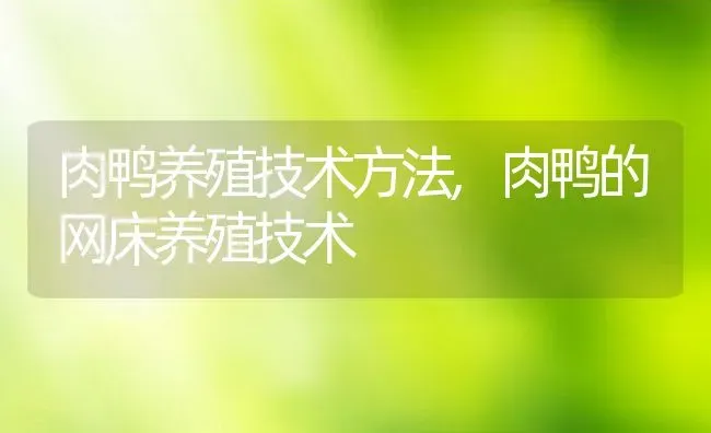 肉鸭养殖技术方法,肉鸭的网床养殖技术 | 养殖学堂