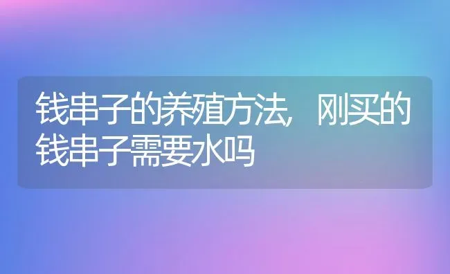 钱串子的养殖方法,刚买的钱串子需要水吗 | 养殖学堂