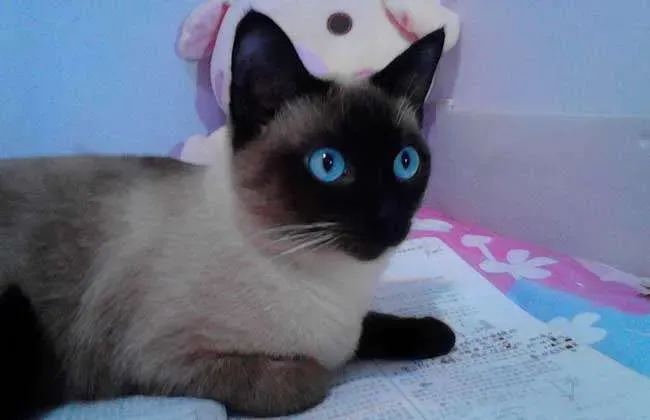 暹罗猫性格怎么样,暹罗猫的特点？