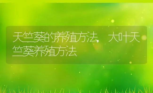 天竺葵的养殖方法,大叶天竺葵养殖方法 | 养殖学堂