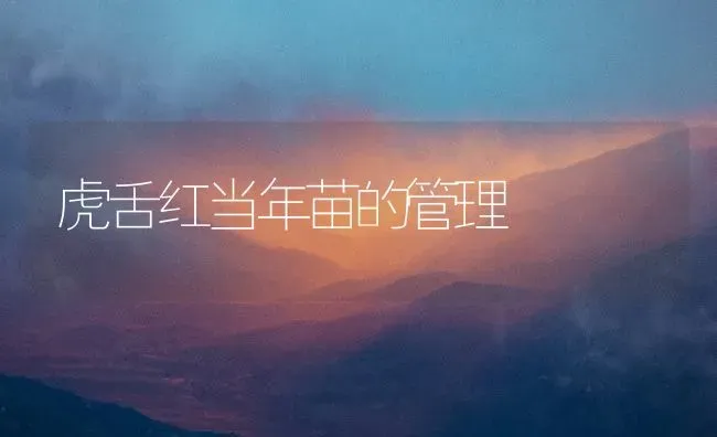 虎舌红当年苗的管理 | 养殖知识