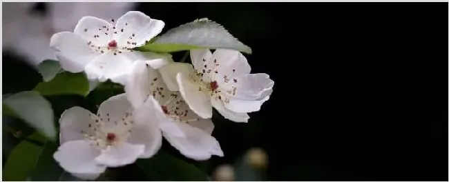 木香花的缺点 | 常识大全