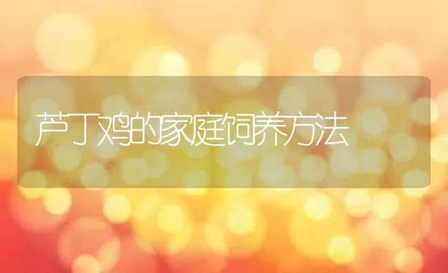 芦丁鸡的家庭饲养方法 | 养殖学堂