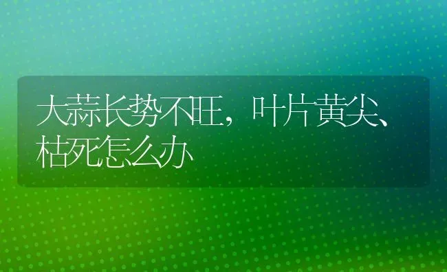 大蒜长势不旺,叶片黄尖、枯死怎么办 | 养殖技术大全