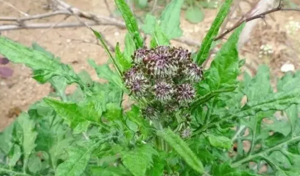 跟蒲公英很像的植物 | 实用知识