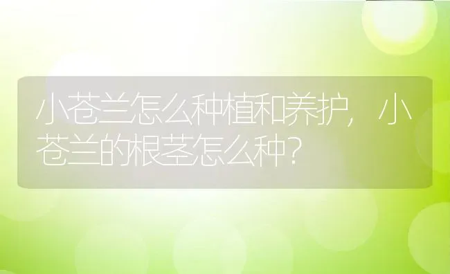小苍兰怎么种植和养护,小苍兰的根茎怎么种？ | 养殖学堂