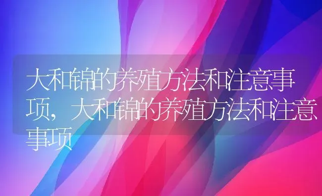 大和锦的养殖方法和注意事项,大和锦的养殖方法和注意事项 | 养殖科普