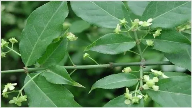 卫矛的栽植及管理技术 | 三农知识