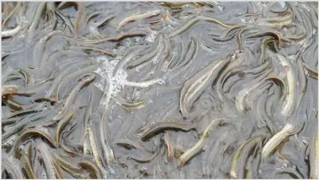无土养殖泥鳅容易吗？怎么养好泥鳅 | 常识大全
