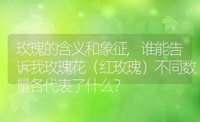 玫瑰的含义和象征,谁能告诉我玫瑰花（红玫瑰）不同数量各代表了什么？ | 养殖科普