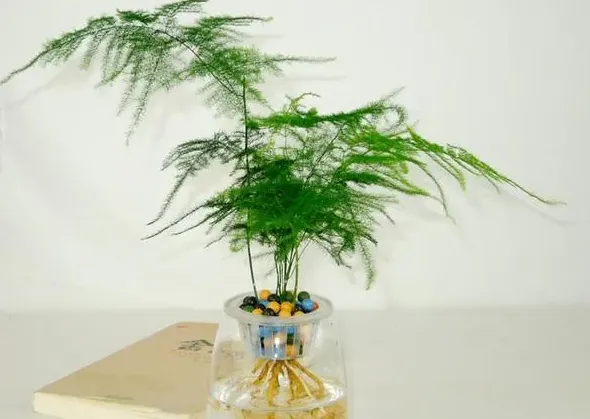 文竹的特点,文竹习性？