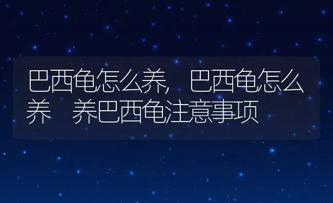 巴西龟怎么养,巴西龟怎么养 养巴西龟注意事项 | 养殖科普