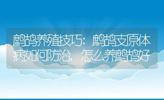 鹧鸪养殖技巧:鹧鸪支原体病如何防治,怎么养鹧鸪好 | 养殖学堂