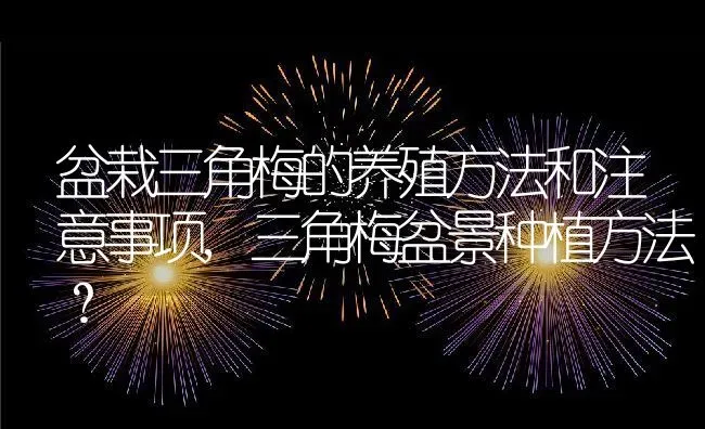 盆栽三角梅的养殖方法和注意事项,三角梅盆景种植方法？ | 养殖科普