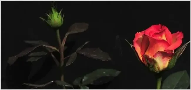 过生日送什么花好 | 三农知识