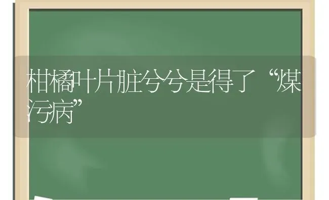 柑橘叶片脏兮兮是得了“煤污病” | 养殖技术大全