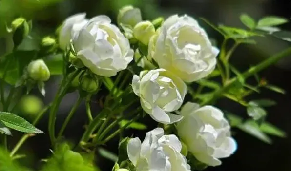 木香花的缺点 | 常识大全