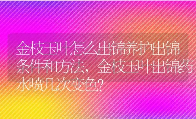 金枝玉叶怎么出锦养护出锦条件和方法,金枝玉叶出锦药水喷几次变色？ | 养殖科普