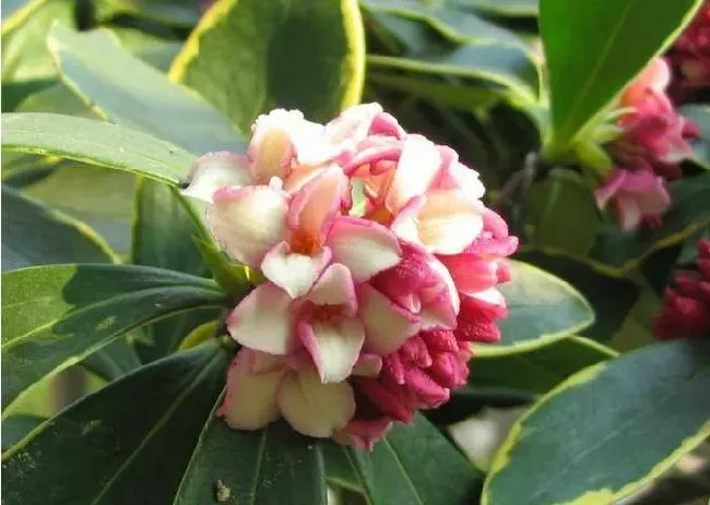 瑞香花怎么养及注意事项,金边瑞香养殖方法？
