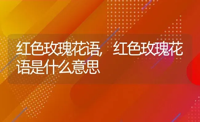 红色玫瑰花语,红色玫瑰花语是什么意思 | 养殖科普