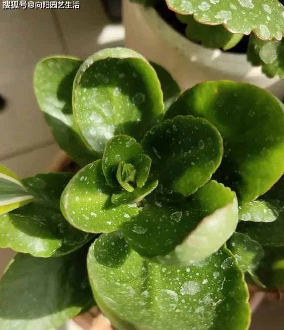 长寿花用什么肥料最好,长寿花施肥的正确方法？