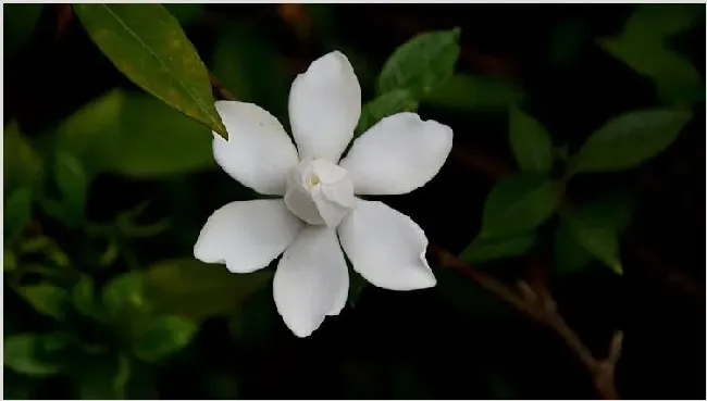 栀子花不发芽怎么办 | 常识大全