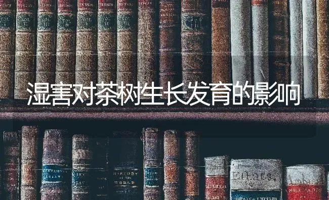 湿害对茶树生长发育的影响 | 养殖知识