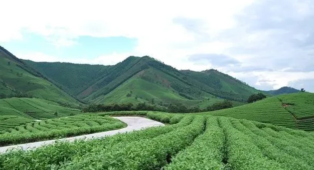 福建白茶产地哪里的最正宗,福建最大的茶企？