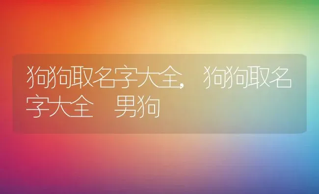 狗狗取名字大全,狗狗取名字大全 男狗 | 养殖科普