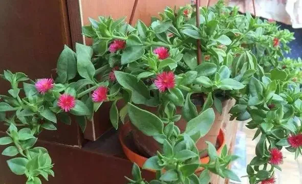 牡丹吊兰可以吃吗?,牡丹吊兰怎么吃才好吃？