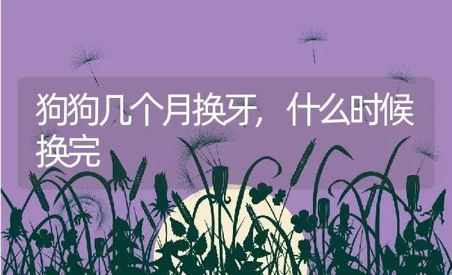 狗狗几个月换牙,什么时候换完 | 养殖科普